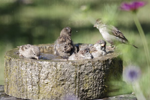 House sparrow (Passer domesticus), bird bath, bathing, summer, several, water, plumage care, cute, Germany, 3 sparrows sit deep in the cool water of the water trough in the garden. The sparrows often bathe together