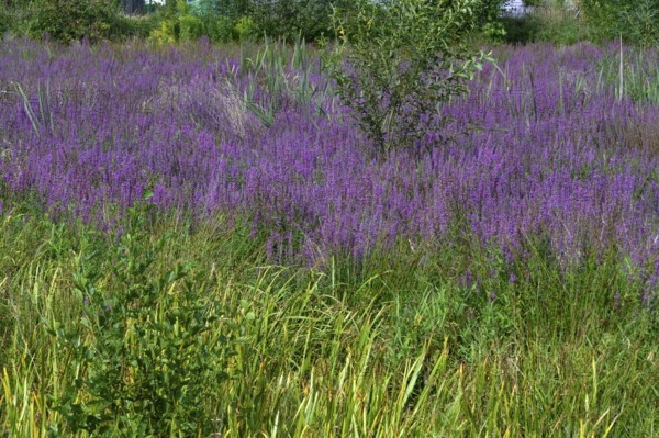 Purple loosestrife (Lythrum salicaria) in a dry carp pond, Eckental, Middle Franconia, Bavaria, Germany