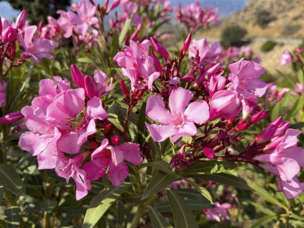 Close-up of blossoms of pink oleander (Nerium oleander) flowers, Crete, Greece