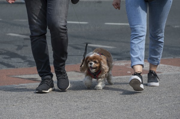 Dog walking in the city, Bavaria, Germany