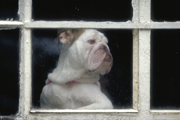 English Bulldog at the window, England, Great Britain