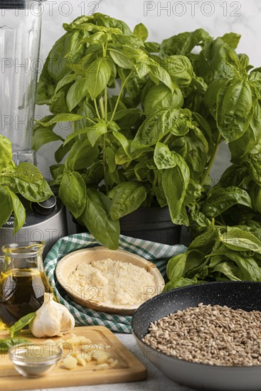 Basil next to a blender and ingredients for pesto such as sunflower seeds, garlic, olive oil and Parmesan cheese