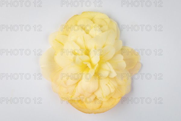 Yellow begonia flower (Begonia) on a white background