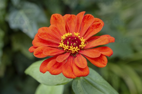 Red zinnia (Zinnia elegans) with bright petals in a green environment, Neunkirchen, Lower Austria, Austria