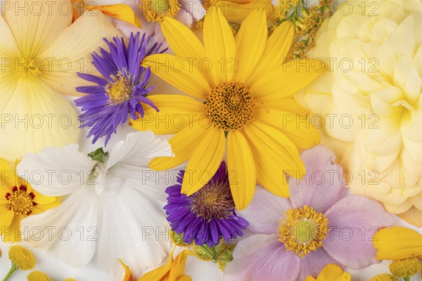 Varied colourful flowers arranged on a light background