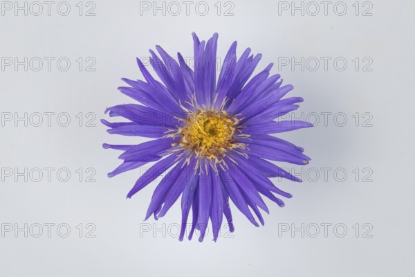 Purple blossom of the autumn aster (Symphyotrichum) on a white background