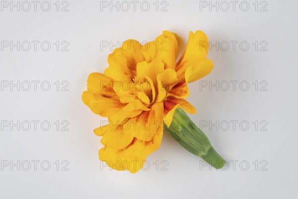 Bright yellow Tagetes flower with green stem on a white background
