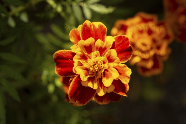 Bright orange flower of Tagetes (Tagetes) in close-up under sunlight, Neunkirchen, Lower Austria, Austria