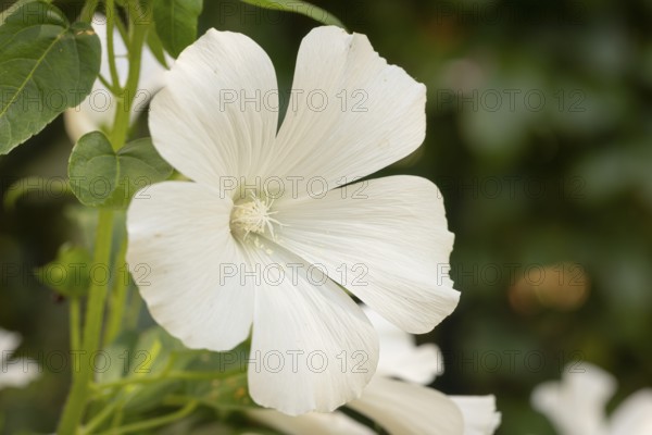 Close-up of a white cup mallow (Lavatera) flower in front of a blurred background, Neunkirchen, Lower Austria, Austria