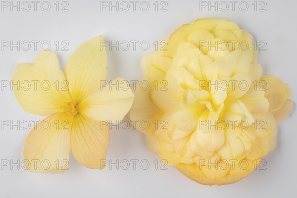 Two yellow begonia flowers on a white background