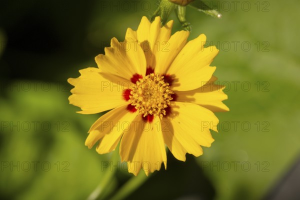 Bright yellow flower, girl's eye (Coreopsis) in sunlight, Neunkirchen, Lower Austria, Austria