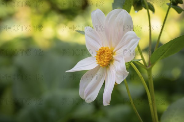 White dahlia (Dahlia) with yellow centre in front of a blurred, natural background, Neunkirchen, Lower Austria, Austria