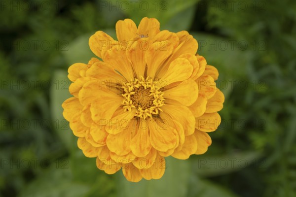 Yellow zinnia (Zinnia elegans) in full bloom on a blurred green background, Neunkirchen, Lower Austria, Austria