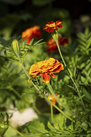 Bright orange-coloured flowers of Tagetes in a green garden under sunlight, Neunkirchen, Lower Austria, Austria