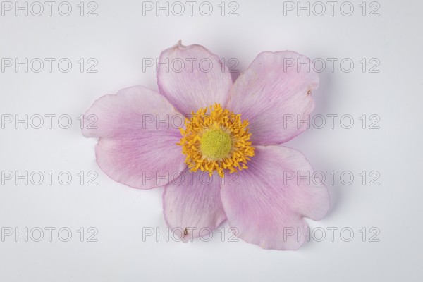 Pink flower of the autumn anemone (Anemone hupehensis) on a white background