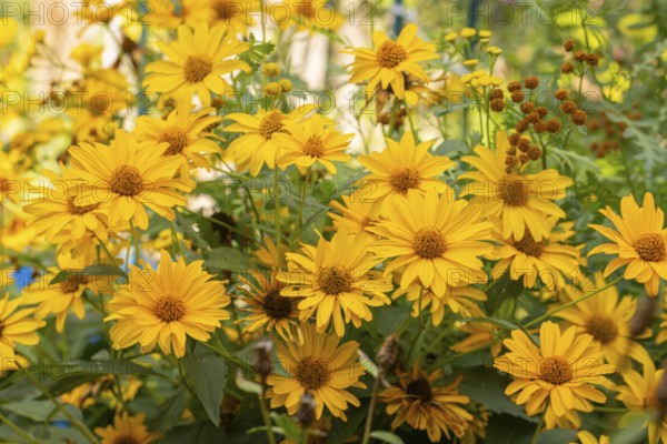 Group of yellow flowers of Heliopsis, Neunkirchen, Lower Austria, Austria