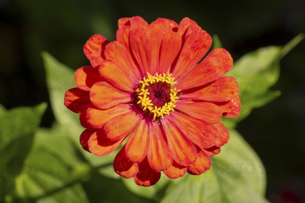 Red zinnia (Zinnia elegans) with bright petals in sunlight, Neunkirchen, Lower Austria, Austria