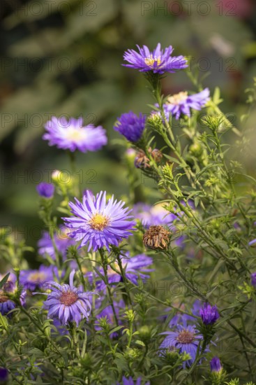 Purple autumn asters (Symphyotrichum) with fine leaves in a natural garden setting, Neunkirchen, Lower Austria, Austria