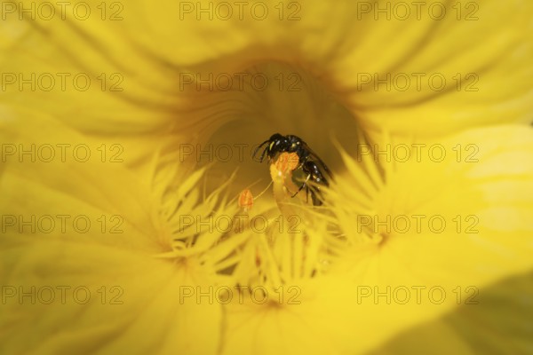Close-up of a wild bee (Apidae) in a yellow flower of the nasturtium (Tropaeolum), Neunkirchen, Lower Austria, Austria