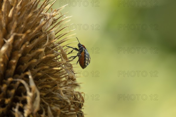 Nymph of the Nezara viridula (Nezara viridula) on a seed head of the cardoon (Dipsacus), Neunkirchen, Lower Austria, Austria