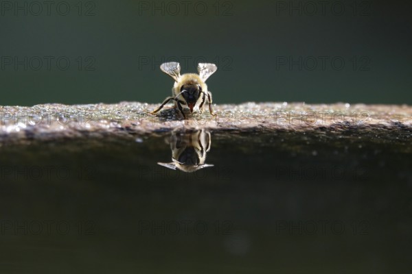 Drinking bee at a water basin, reflection, macro photography, summer, Germany