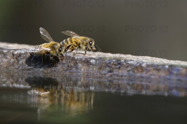 Bees at a water basin, reflection, macro photography, summer, Germany