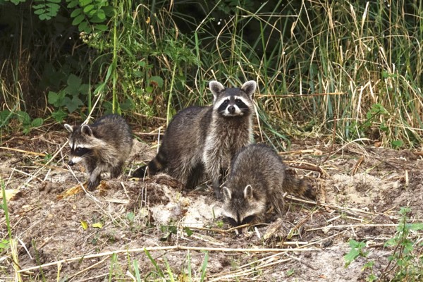 Raccoon, family at the edge of a forest, summer, Saxony, Germany