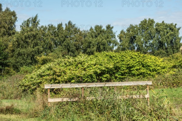 Flowering Japanese Knotweed (Fallopia Japonica), an invasive piece on a meadow in Ystad, Skåne county, Sweden, Scandinavia