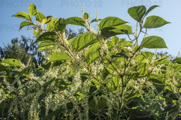 Flowering Japanese Knotweed (Fallopia Japonica), an invasive piece in a forest clearing in Ystad, Skåne county, Sweden, Scandinavia