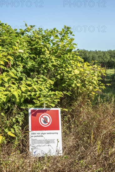 Invasive plant control of Japanese Knotweed, Fallopia japonica, in Ystad, Skåne county, Sweden, Scandinavia