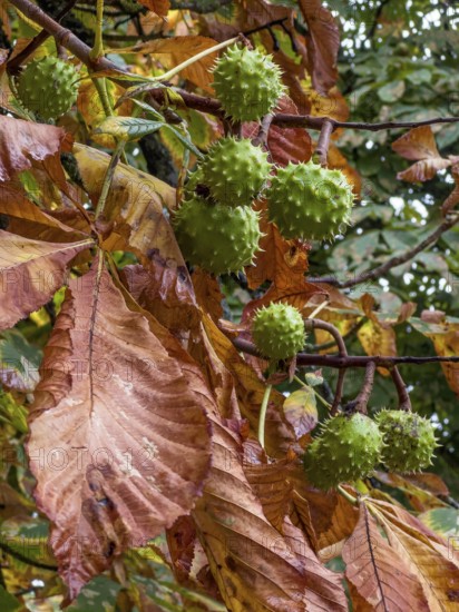 Chestnut leaves and fruit at autumn in Ystad, Skåne County, Sweden, Scandinavia