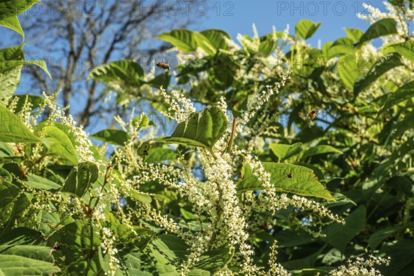 Flowering Japanese Knotweed (Fallopia Japonica), an invasive piece in a forest clearing in Ystad, Scania, Sweden, Scandinavia