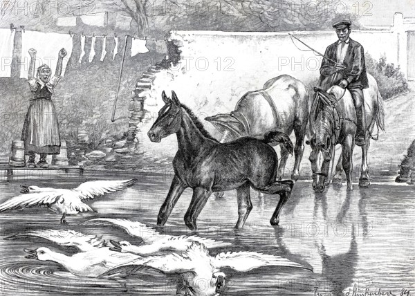 Farmer has come to the river with the horses, the foal is romping in the water and has frightened the neighbour's geese, rural scene, 1890, Historical, authentic, digitally restored reproduction from a 19th century original, Record date not stated