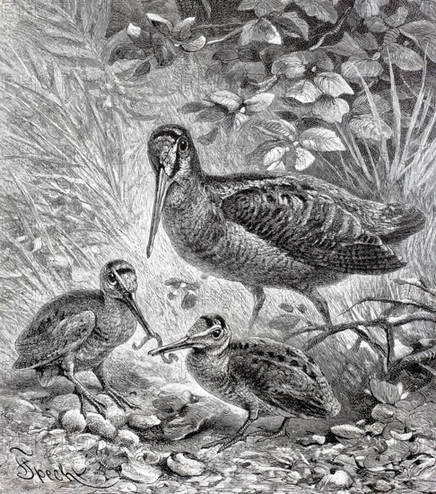 Woodcock, Scolopax rusticola, with young birds, Historical, authentic, digitally restored reproduction from a 19th century original, Record date not stated
