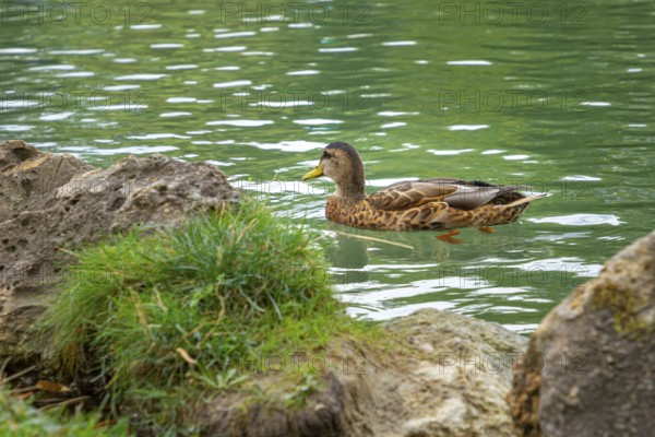 Duck (Anas platyrhynchos) swimming calmly in a pond, Doblhoffpark, Baden, Lower Austria, Austria