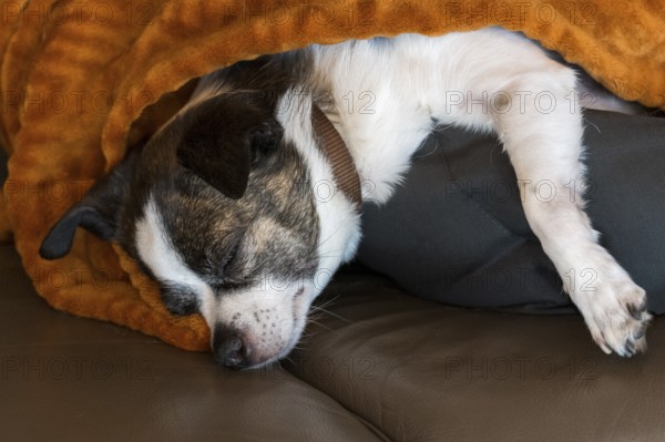 Small sleeping dog (Chihuahua) under brown blanket on sofa, Baden-Württemberg, Germany