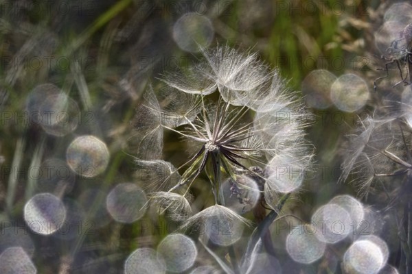 Meadow hickory (tragopogon orientalis) with beautiful bokeh in a meadow, summer, macro photography, Saxony, Germany