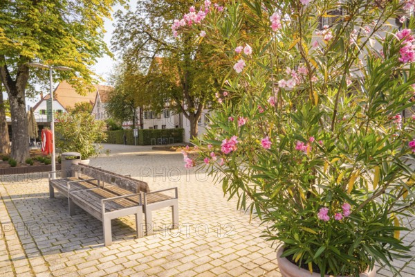 Town square with blooming oleander, park benches, surrounded by trees, small town pearl Nagold, Black Forest, Germany