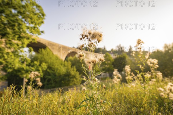 Blooming flowers in the foreground, in front of a bridge in sunny weather, small town Perle Nagold, Black Forest, Germany