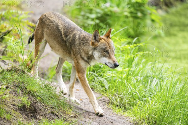 Eurasian wolf (Canis lupus lupus) walking in a forest, Hesse, Germany