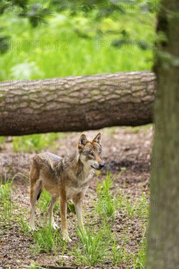 Eurasian wolf (Canis lupus lupus) standing in a forest, Hesse, Germany
