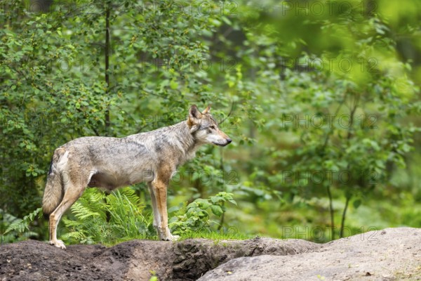 Eurasian wolf (Canis lupus lupus) standing on a little sand hill in the forest, Hesse, Germany