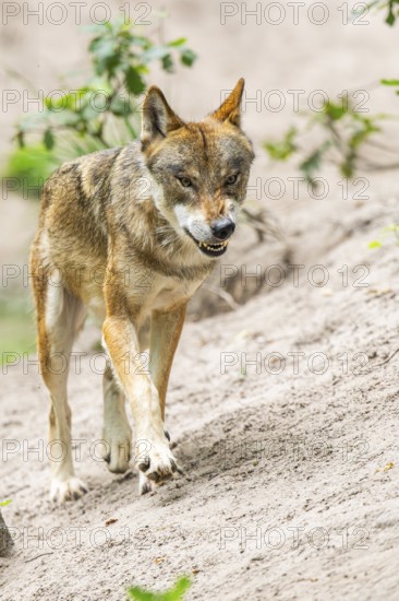 Eurasian wolf (Canis lupus lupus) walking on a little sand hill in the forest, Hesse, Germany