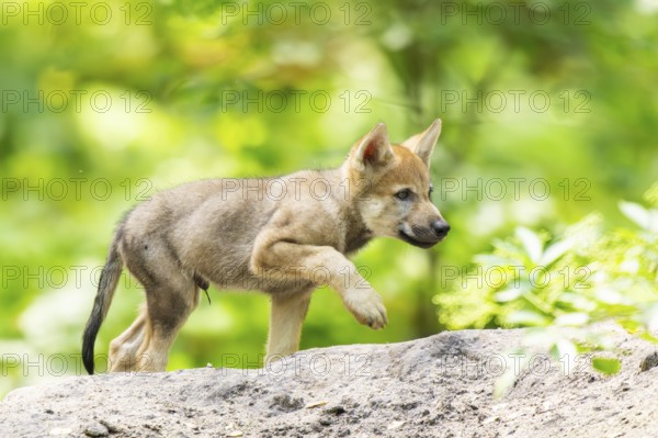 Eurasian wolf (Canis lupus lupus) cub (youngster) walking on a little sand hill in the forest, Hesse, Germany
