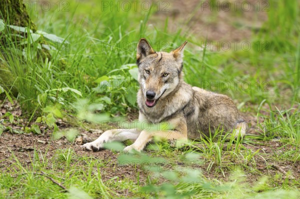Eurasian wolf (Canis lupus lupus) lying in a forest, Hesse, Germany