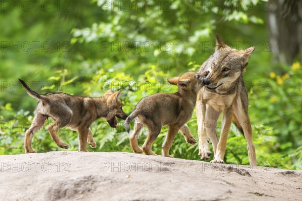 Eurasian wolf (Canis lupus lupus) mother playing with her cubs (youngster) on a little sand hill in the forest, Hesse, Germany