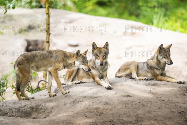 Eurasian wolves (Canis lupus lupus) lying on a little sand hill in the forest, Hesse, Germany