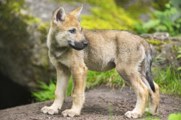 Eurasian wolf (Canis lupus lupus) cub (youngster) standing on a little sand hill in the forest, Hesse, Germany