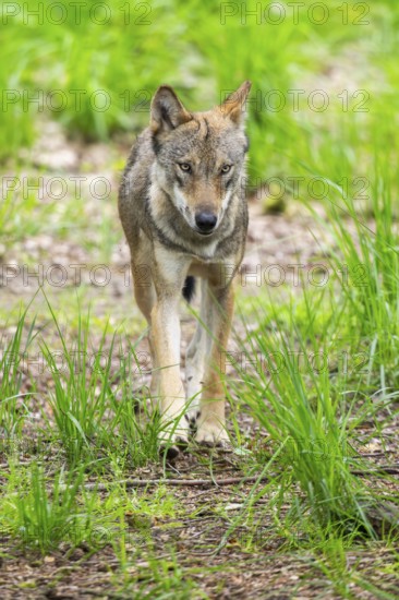 Eurasian wolves (Canis lupus lupus), walking in the forest, Hesse, Germany