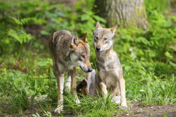 Eurasian wolves (Canis lupus lupus), in the forest, Hesse, Germany